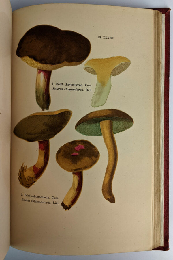 Les Champignons: Histoire - Description - Culture - Usages - Image 6