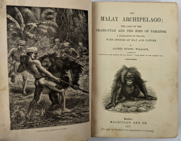 The Malay Archipelago - Image 2