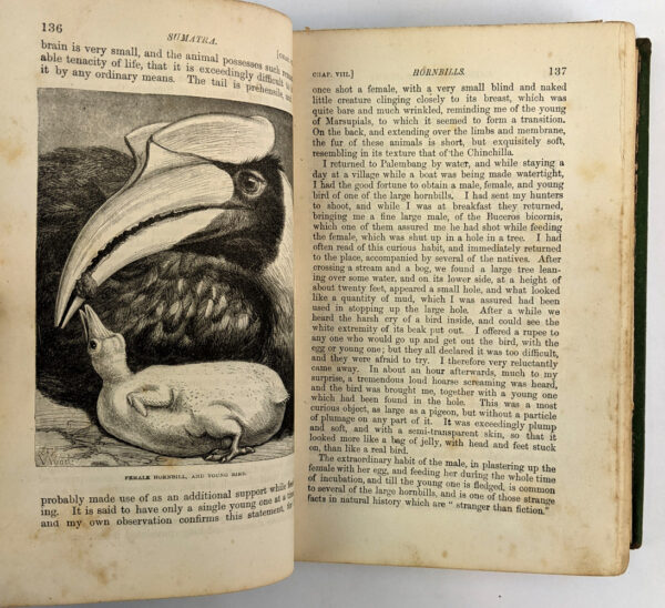 The Malay Archipelago - Image 5
