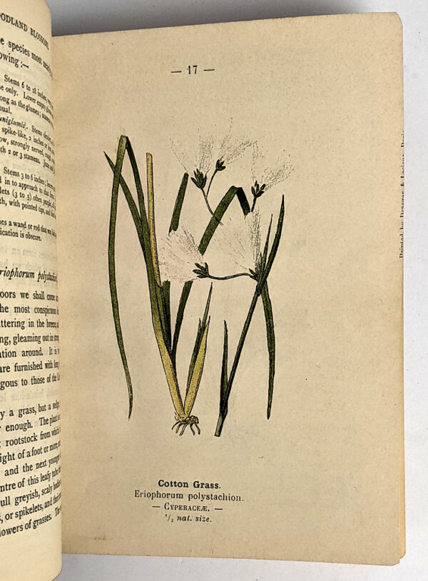 Wayside and Woodland Blossoms (Second Series) - Image 3