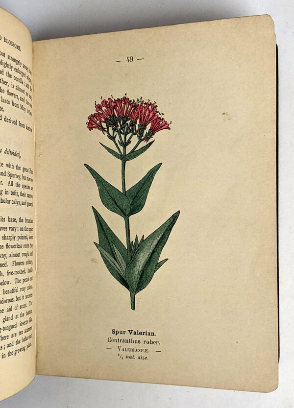 Wayside and Woodland Blossoms (Second Series) - Image 4