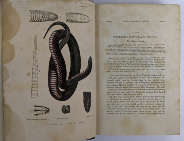 Natural History of Victoria. Prodromus of the Zoology of Victoria; or, Figures and Descriptions of the Living Species of All Classes of the Victorian Indigenous Animals - Image 3
