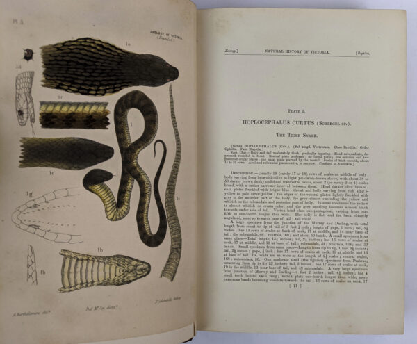 Natural History of Victoria. Prodromus of the Zoology of Victoria; or, Figures and Descriptions of the Living Species of All Classes of the Victorian Indigenous Animals - Image 4