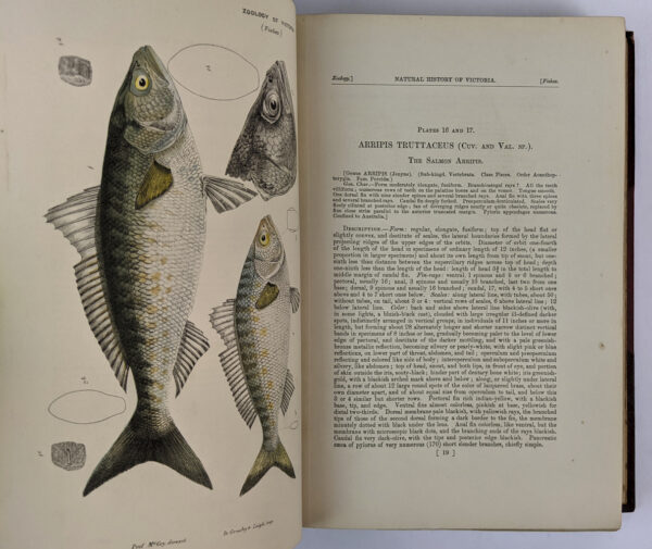 Natural History of Victoria. Prodromus of the Zoology of Victoria; or, Figures and Descriptions of the Living Species of All Classes of the Victorian Indigenous Animals - Image 5