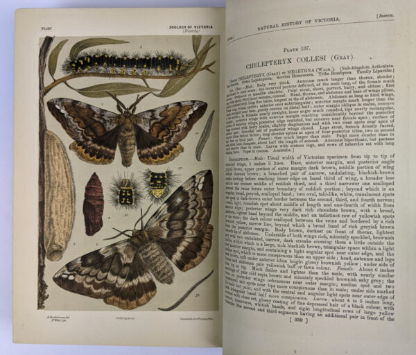 Natural History of Victoria. Prodromus of the Zoology of Victoria; or, Figures and Descriptions of the Living Species of All Classes of the Victorian Indigenous Animals - Image 6