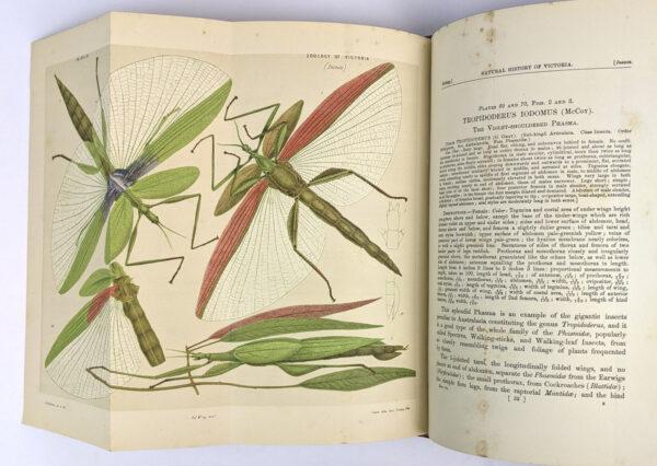 Natural History of Victoria. Prodromus of the Zoology of Victoria; or, Figures and Descriptions of the Living Species of All Classes of the Victorian Indigenous Animals - Image 7