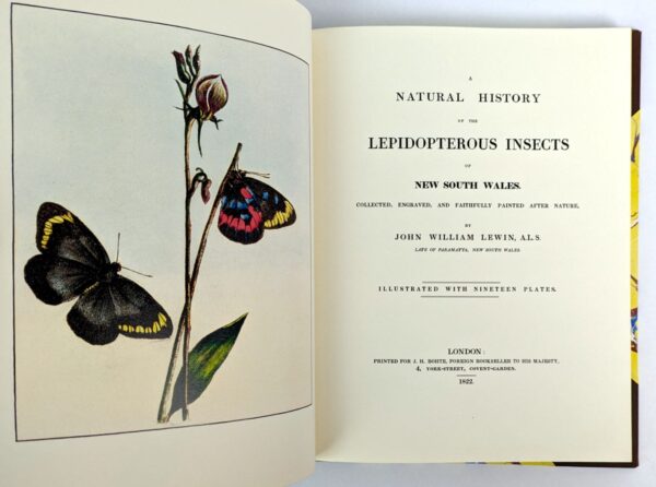 Prodromus Entomology. A Natural History of the Lepidopterous Insects of New South Wales - Image 3