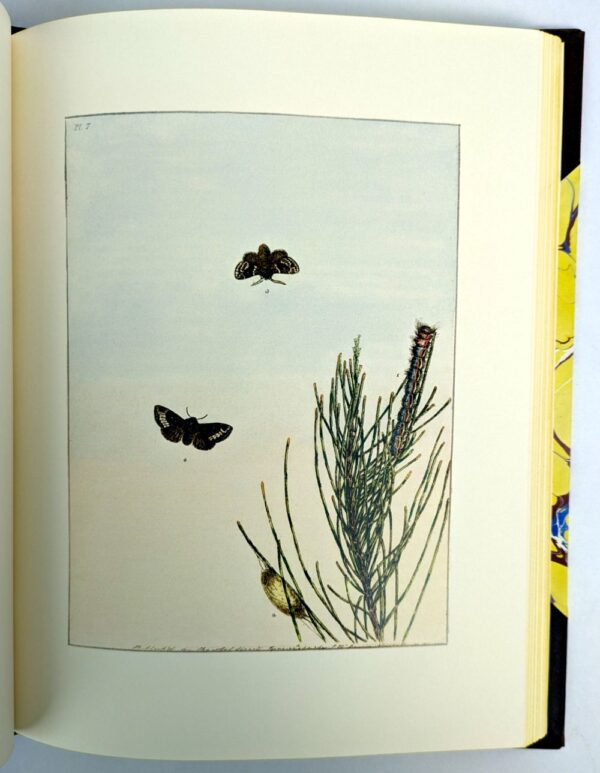 Prodromus Entomology. A Natural History of the Lepidopterous Insects of New South Wales - Image 4