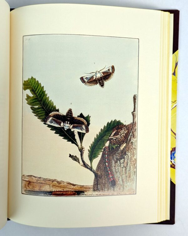 Prodromus Entomology. A Natural History of the Lepidopterous Insects of New South Wales - Image 5