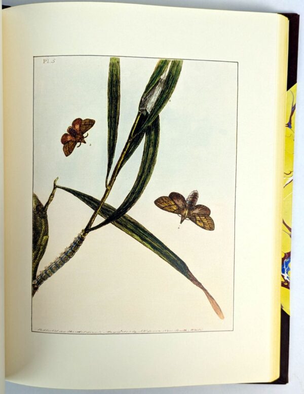 Prodromus Entomology. A Natural History of the Lepidopterous Insects of New South Wales - Image 6