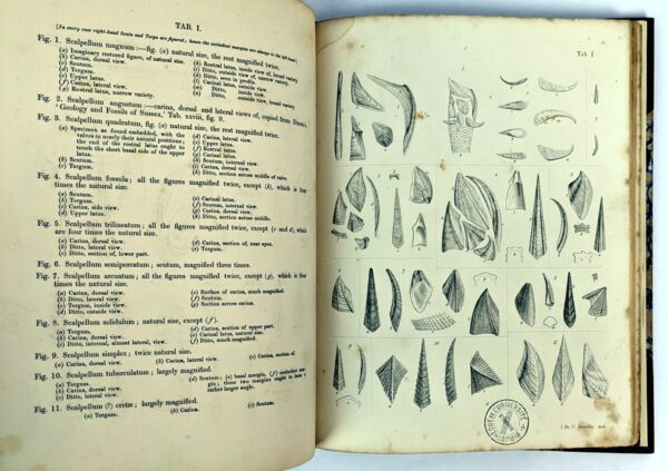 A Monograph on the Fossil Lepadidae, or Pedunculated Cirripedes of Great Britain. [and] A Monograph on the Fossil Balandiae & Verrucidae - Image 3