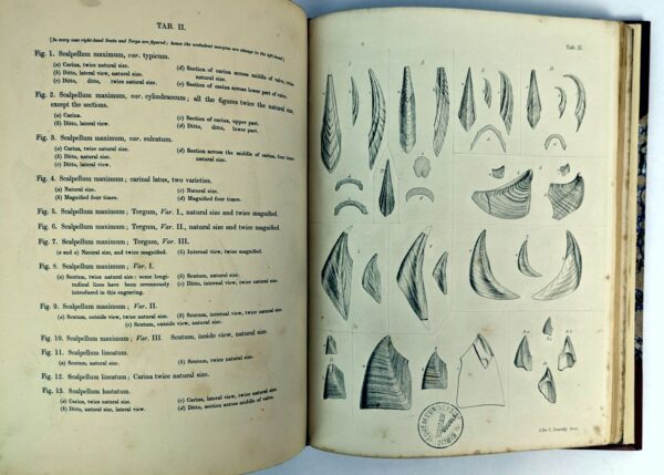 A Monograph on the Fossil Lepadidae, or Pedunculated Cirripedes of Great Britain. [and] A Monograph on the Fossil Balandiae & Verrucidae - Image 4