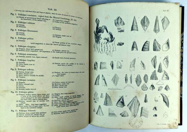 A Monograph on the Fossil Lepadidae, or Pedunculated Cirripedes of Great Britain. [and] A Monograph on the Fossil Balandiae & Verrucidae - Image 5