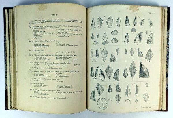 A Monograph on the Fossil Lepadidae, or Pedunculated Cirripedes of Great Britain. [and] A Monograph on the Fossil Balandiae & Verrucidae - Image 6