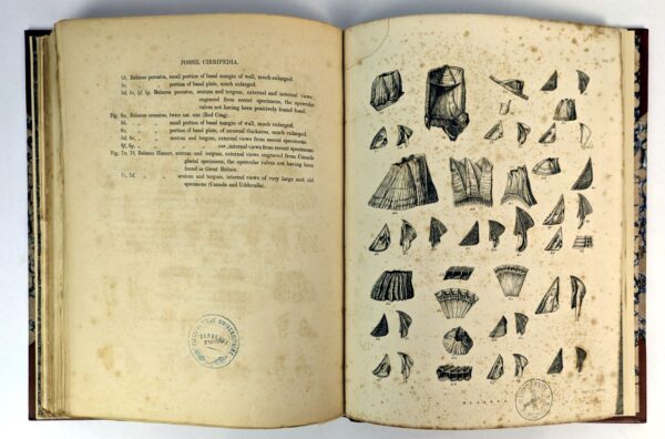 A Monograph on the Fossil Lepadidae, or Pedunculated Cirripedes of Great Britain. [and] A Monograph on the Fossil Balandiae & Verrucidae - Image 9
