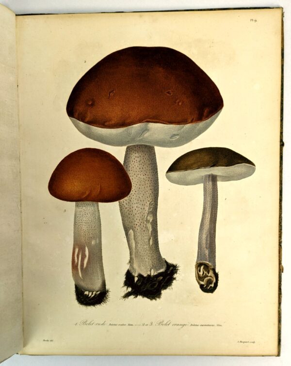 Histoire des Champignons Comestibles et Veneneux Ornee de Figures Coloriees Reresentant les Principales Especes dans leurs Dimensions Naturelles; - Image 4