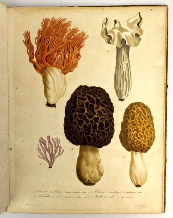 Histoire des Champignons Comestibles et Veneneux Ornee de Figures Coloriees Reresentant les Principales Especes dans leurs Dimensions Naturelles; - Image 5