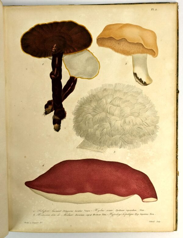 Histoire des Champignons Comestibles et Veneneux Ornee de Figures Coloriees Reresentant les Principales Especes dans leurs Dimensions Naturelles; - Image 6