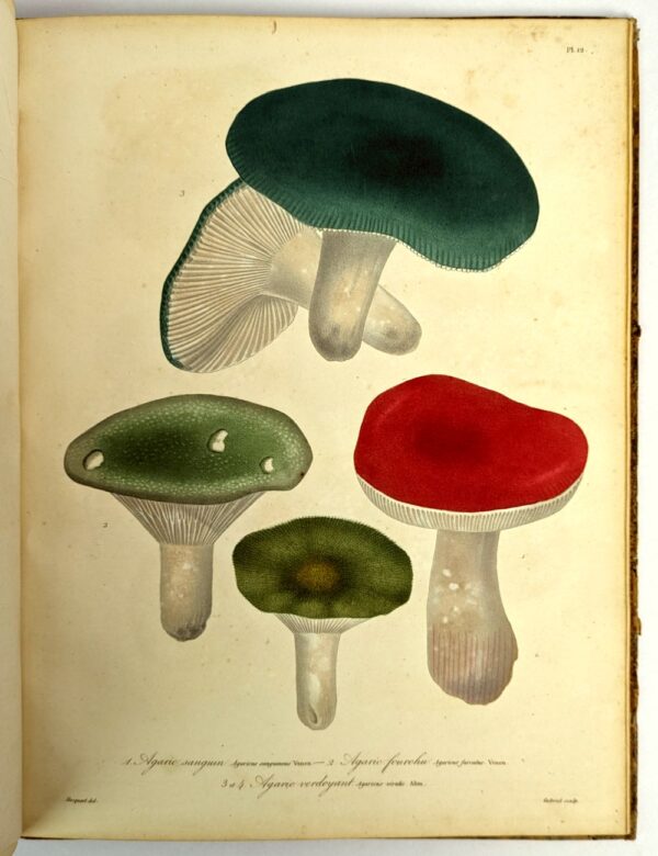 Histoire des Champignons Comestibles et Veneneux Ornee de Figures Coloriees Reresentant les Principales Especes dans leurs Dimensions Naturelles; - Image 7