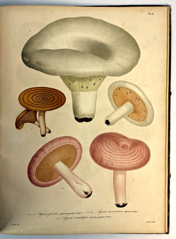 Histoire des Champignons Comestibles et Veneneux Ornee de Figures Coloriees Reresentant les Principales Especes dans leurs Dimensions Naturelles; - Image 8