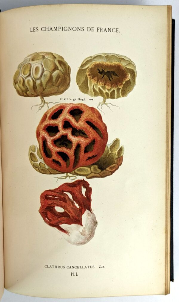 Les Champignons: Histoire - Description - Culture - Usages - Image 3