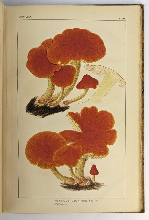 Grevillea Atlas, Consisting of Thirty-Seven Colored Plates of Hymenomycetal Fungi - Image 3