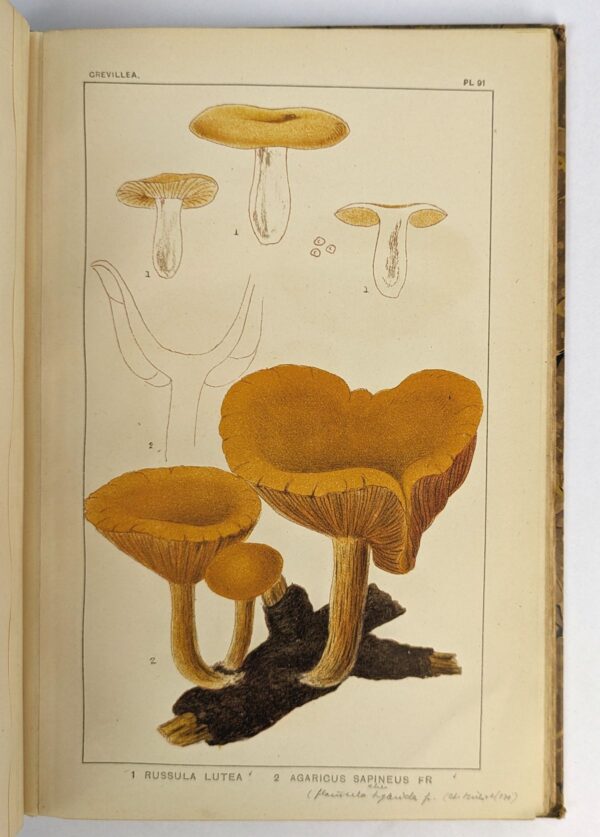 Grevillea Atlas, Consisting of Thirty-Seven Colored Plates of Hymenomycetal Fungi - Image 4