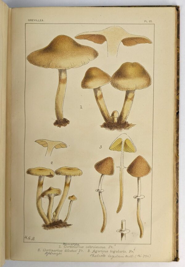 Grevillea Atlas, Consisting of Thirty-Seven Colored Plates of Hymenomycetal Fungi - Image 5