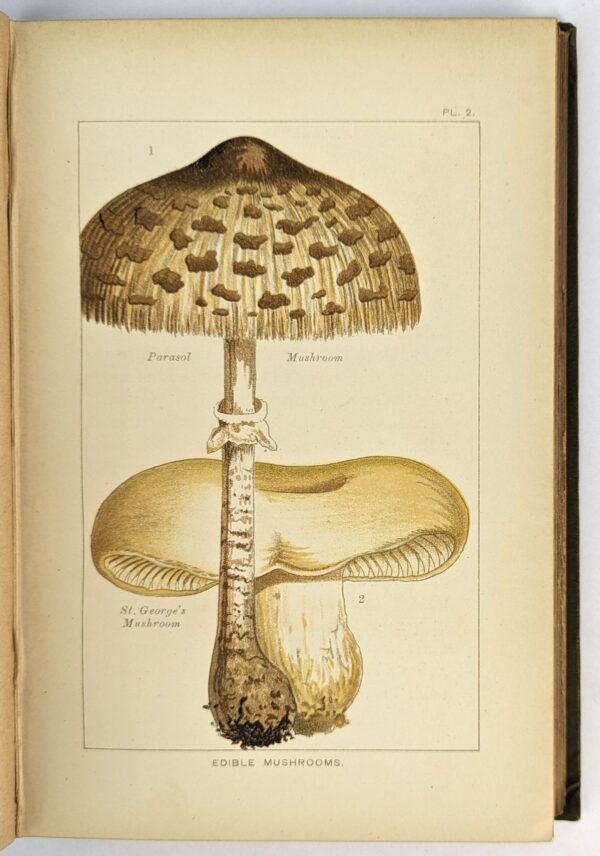 Edible and Poisonous Mushrooms: What to Eat and What to Avoid - Image 3