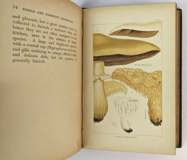 Edible and Poisonous Mushrooms: What to Eat and What to Avoid - Image 4