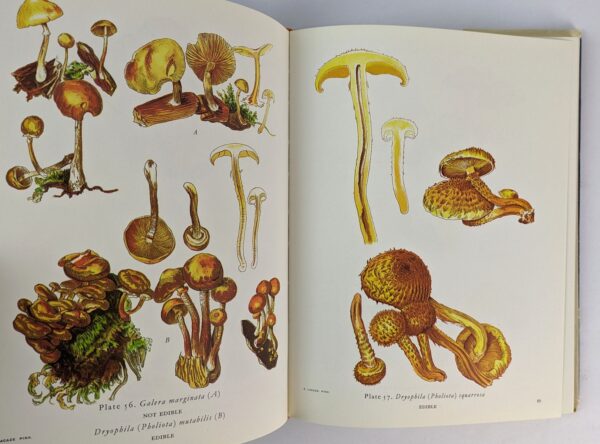 Exotic Mushrooms: Novel Atlas des Champignons - Image 2