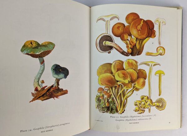 Exotic Mushrooms: Novel Atlas des Champignons - Image 3