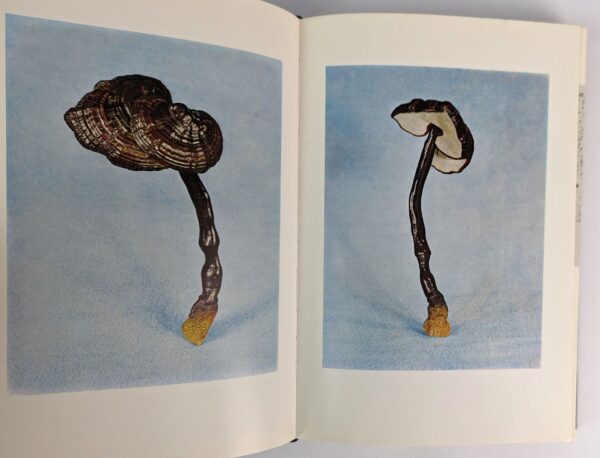 Soma: Divine Mushroom of Immortality - Image 3