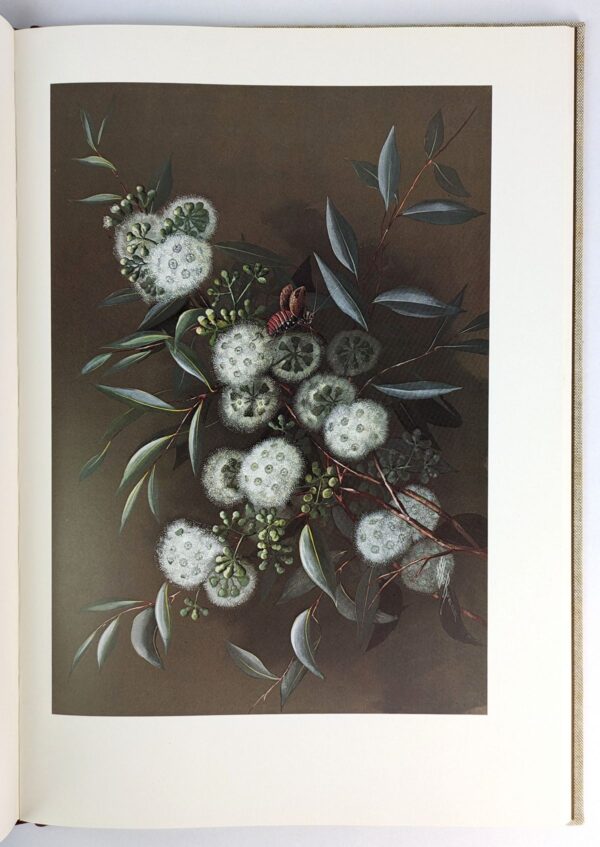 Flower Paintings of Ellis Rowan from the Collection of the National Library of Australia - Image 3