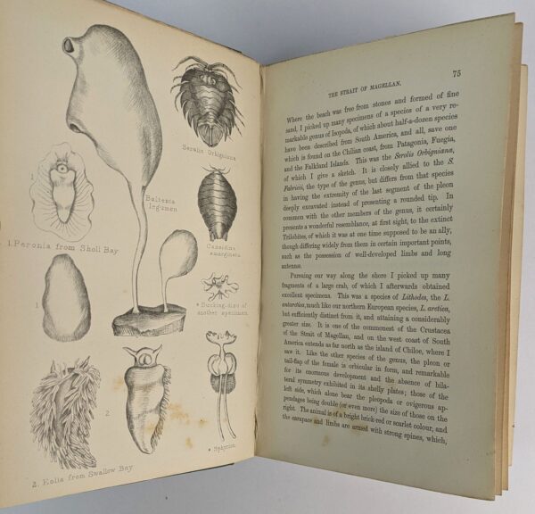 Notes on the Natural History of the Strait of Magellan and West Coast of Patagonia - Image 3