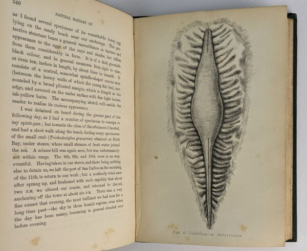 Notes on the Natural History of the Strait of Magellan and West Coast of Patagonia - Image 5