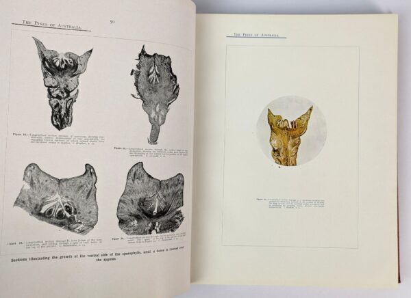 A Research on the Pines of Australia - Image 3