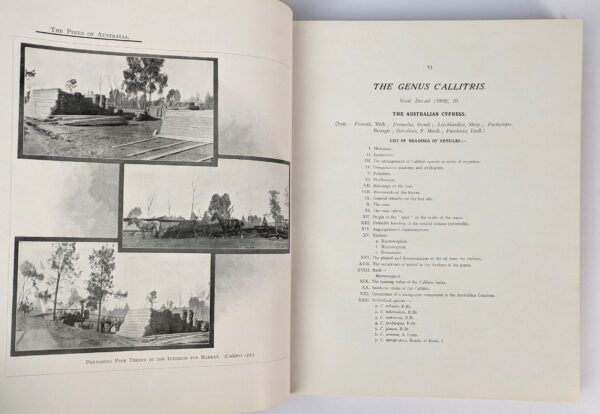 A Research on the Pines of Australia - Image 4