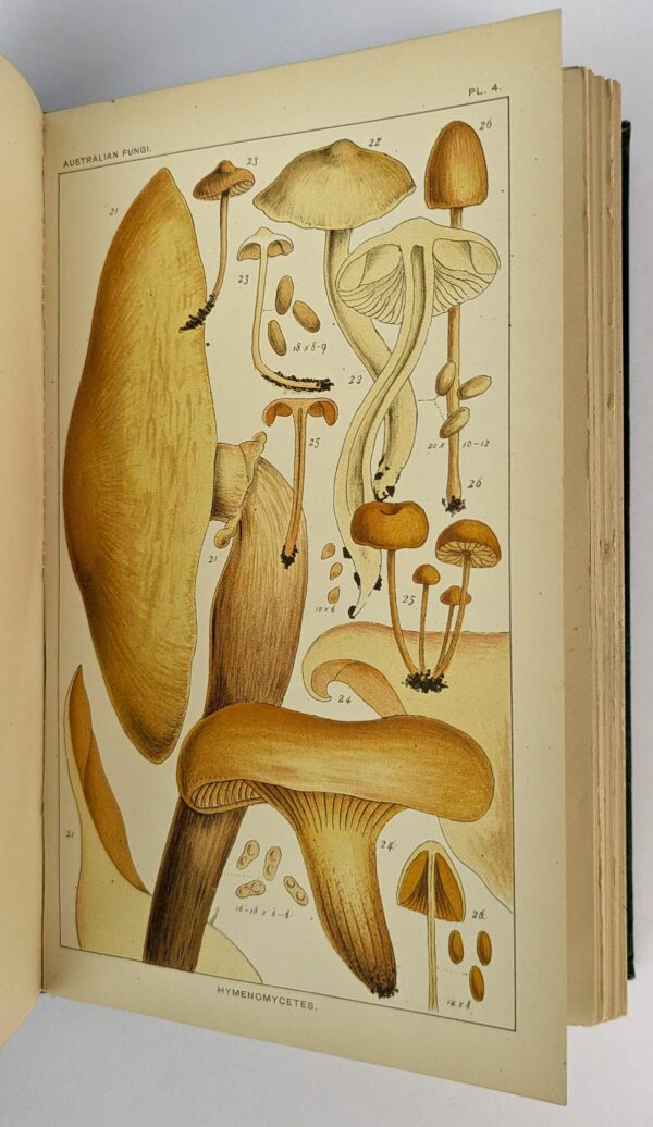 Handbook of Australian Fungi - Image 4