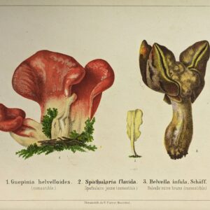 Les Champignons Comestibles et les especes veneneuses avec lesquelles ils pourraient etre confundus