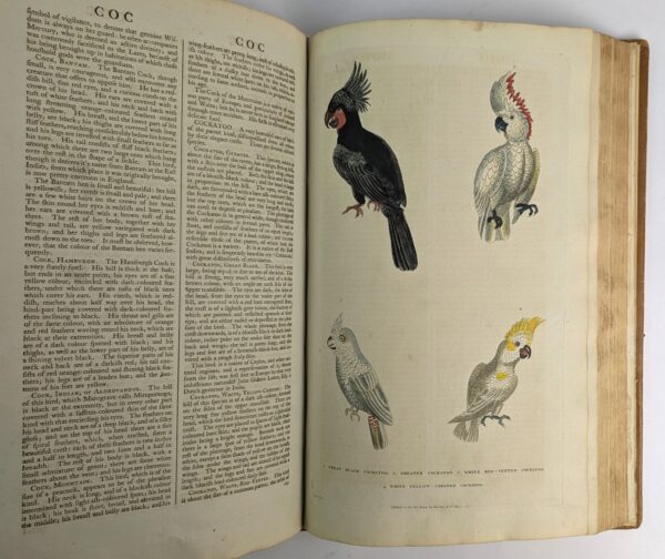 A New Dictionary of Natural History; or, Compleat Universal Display of Animated Nature. With Accurate Representations of the Most Curious and Beautiful Animals, Elegantly Coloured. - Image 6