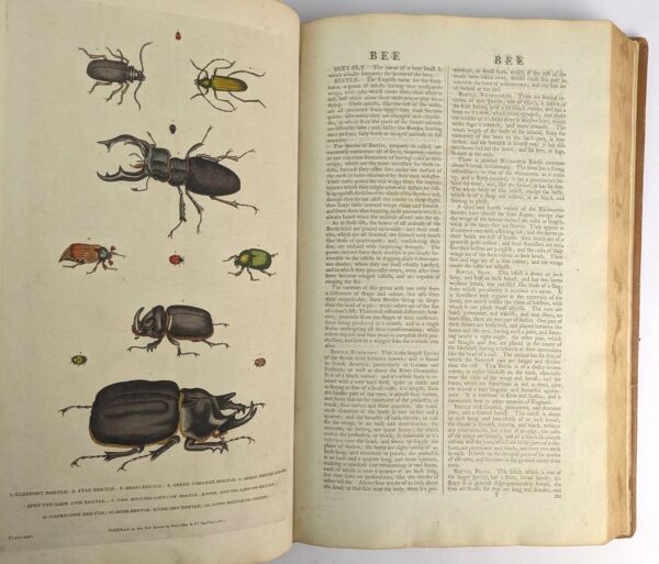 A New Dictionary of Natural History; or, Compleat Universal Display of Animated Nature. With Accurate Representations of the Most Curious and Beautiful Animals, Elegantly Coloured. - Image 5