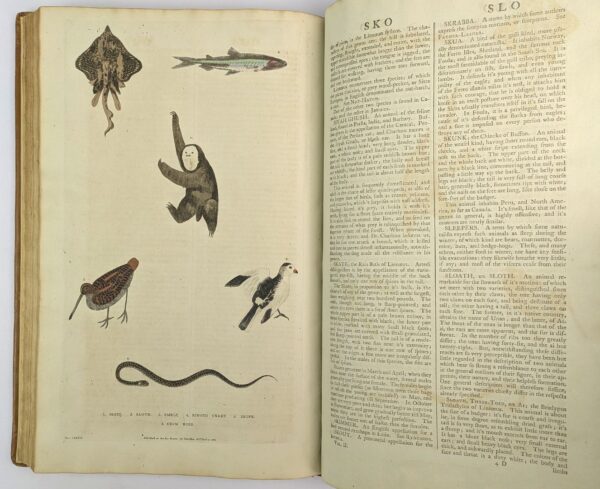 A New Dictionary of Natural History; or, Compleat Universal Display of Animated Nature. With Accurate Representations of the Most Curious and Beautiful Animals, Elegantly Coloured. - Image 4