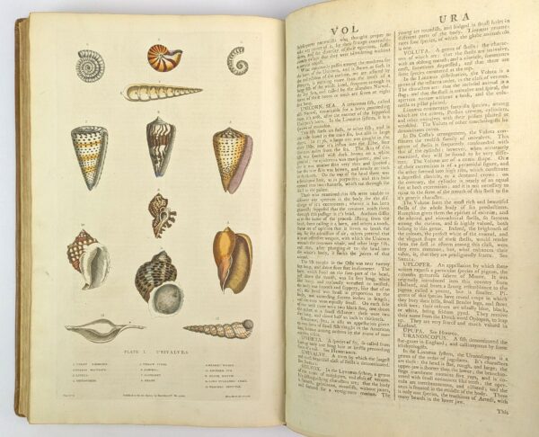A New Dictionary of Natural History; or, Compleat Universal Display of Animated Nature. With Accurate Representations of the Most Curious and Beautiful Animals, Elegantly Coloured. - Image 3