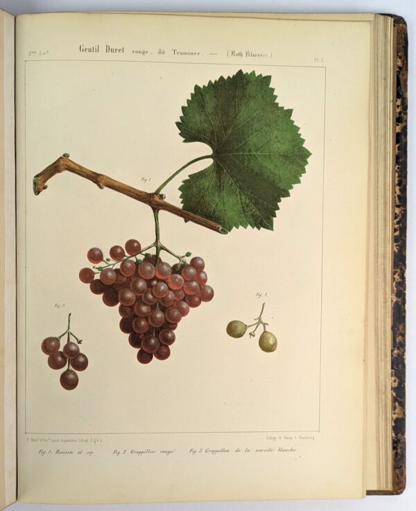 Ampelographie Rhenane ou Description Caracteristique, Historique, Synonymique, Agronomique et Economique des Cepages les Plus Estimes - Image 3