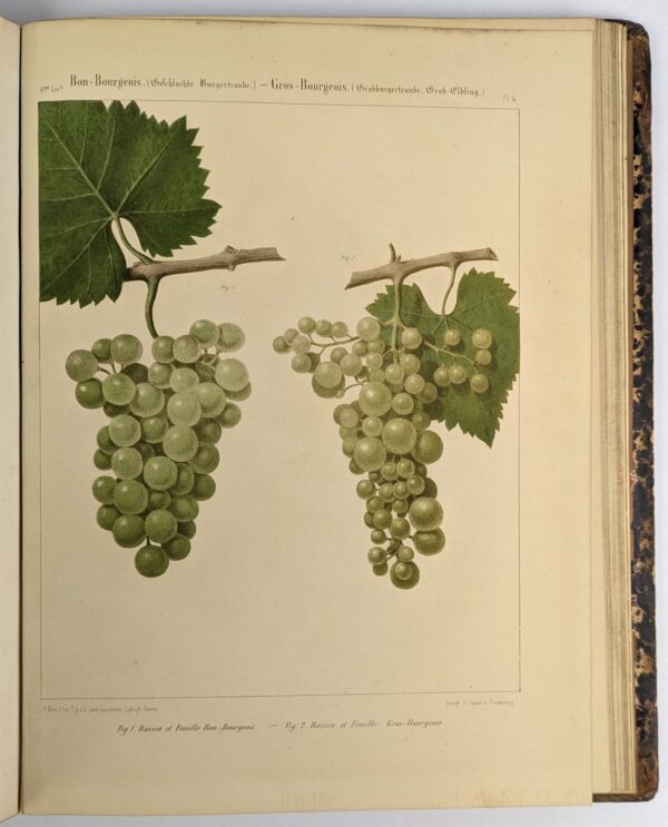 Ampelographie Rhenane ou Description Caracteristique, Historique, Synonymique, Agronomique et Economique des Cepages les Plus Estimes - Image 4