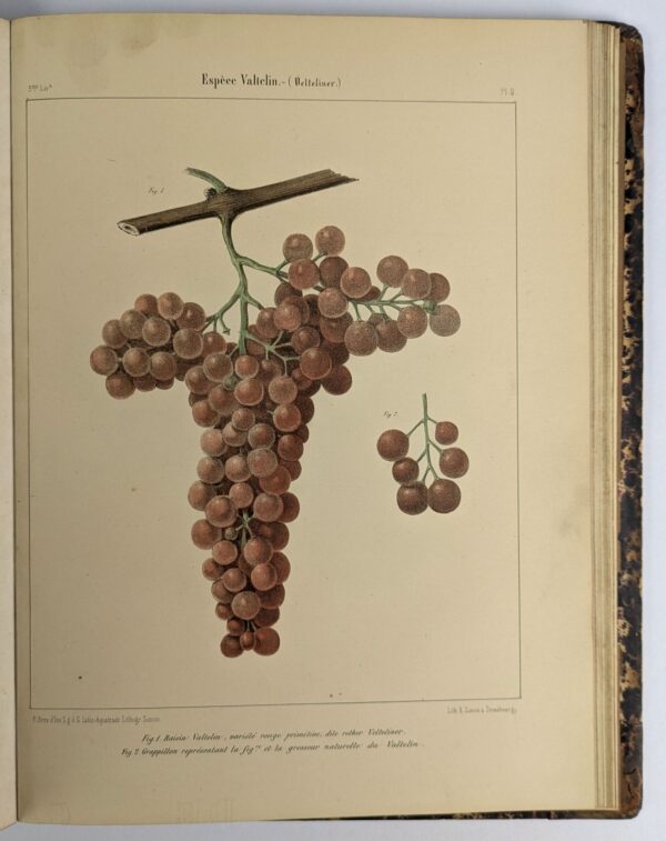 Ampelographie Rhenane ou Description Caracteristique, Historique, Synonymique, Agronomique et Economique des Cepages les Plus Estimes - Image 5