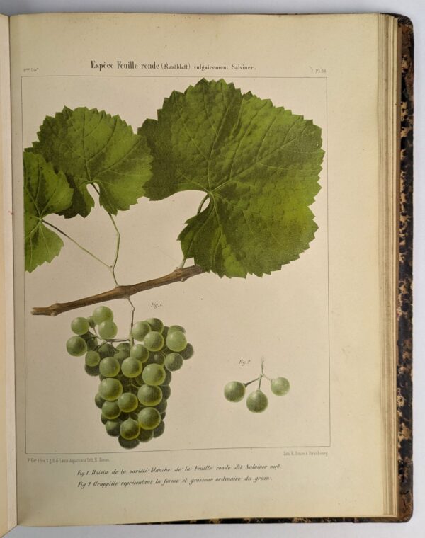 Ampelographie Rhenane ou Description Caracteristique, Historique, Synonymique, Agronomique et Economique des Cepages les Plus Estimes - Image 6