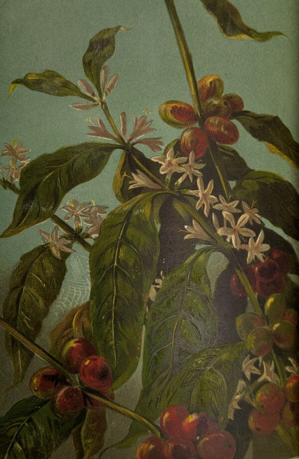Coffee: Its History, Cultivation, and Uses - Image 3