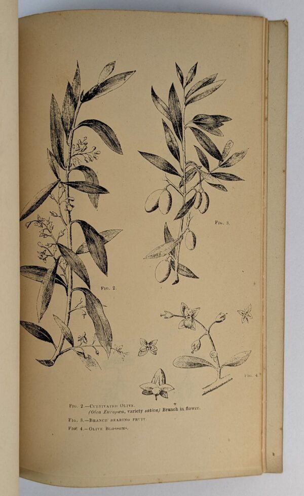 The Olive: Its Culture and Products in the South of France and Italy - Image 3